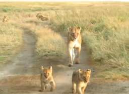 Review image by Saba I for the trip title: Best Serengeti and Ngorongoro Crater