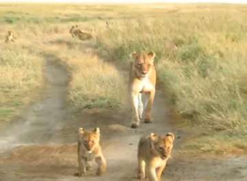 Review image by Saba I for the trip title: Best Serengeti and Ngorongoro Crater