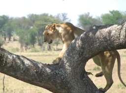 Review image by Saba I for the trip title: Best Serengeti and Ngorongoro Crater