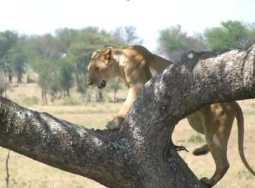 Review image by Saba I for the trip title: Best Serengeti and Ngorongoro Crater