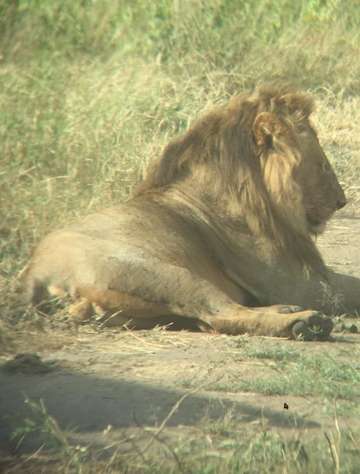 Review image by Nora Wagner for the trip title: 4 Days Hakuna Matata Safaris