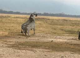 Review image by Liam Dubois for the trip title: Best of Wildebeast Migration (8 days)