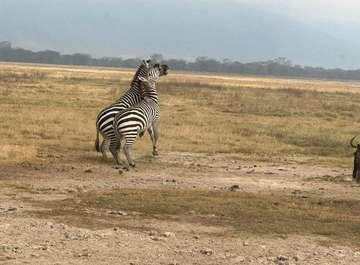 Review image by Liam Dubois for the trip title: Best of Wildebeast Migration (8 days)