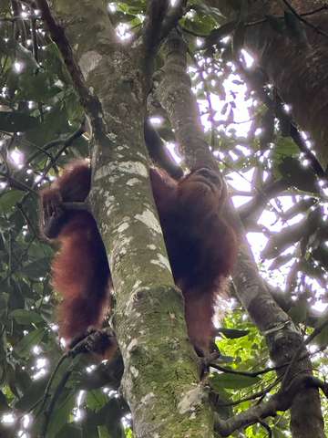 Review image by Max Rengel for the trip title: Sumatra Uncovered
