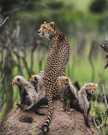 Review image by Anonymous for the trip title: Ten Days in Tanzania: Wildlife Safari & Zanzibar Holiday