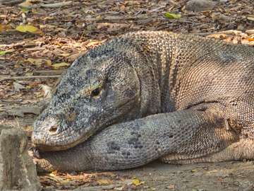 Review image by Anonymous for the trip title: Komodo Island Hopper