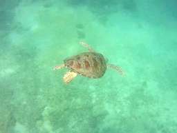 Review image by Anonymous for the trip title: Komodo Island Hopper