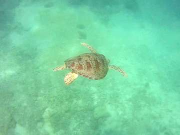 Review image by Anonymous for the trip title: Komodo Island Hopper