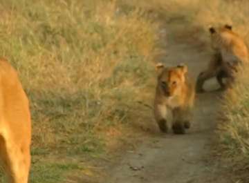 Review image by Saba I for the trip title: Best Serengeti and Ngorongoro Crater