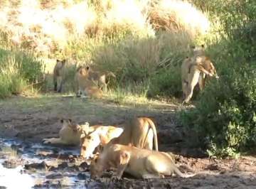 Review image by Hollink Zhi for the trip title: Day trip to Lake Manyara National Park