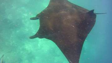 Review image by Anonymous for the trip title: Komodo Island Hopper