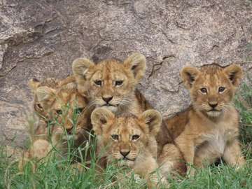 Review image by Dior Seven Seven for the trip title: 5 Days BIG FIVE Safaris  in Tanzania 