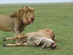 Review image by Richard B for the trip title: Wildlife Safari and Zanzibar Beach Holidays