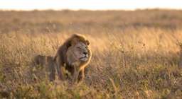Review image by Liam Dubois for the trip title: Best of Wildebeast Migration (8 days)