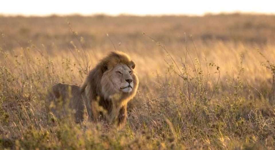 I have never experienced such an authentic and heart-touching safari anywhere else.