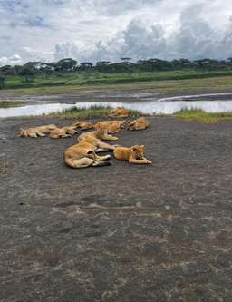 Review image by Myrelia Solmont for the trip title: 5 Days BIG FIVE Safaris  in Tanzania 