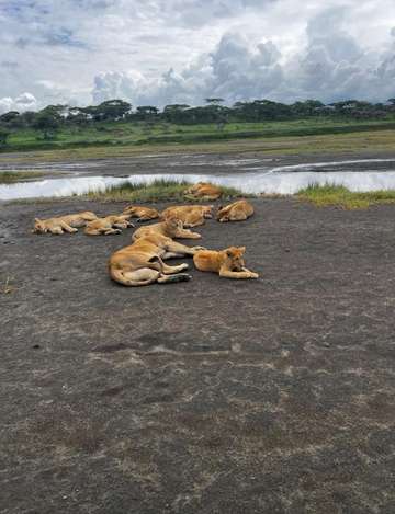 Review image by Myrelia Solmont for the trip title: 5 Days BIG FIVE Safaris  in Tanzania 