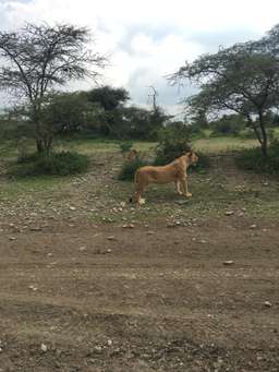Review image by Jax Miller for the trip title: Tanzania Wildebeest Migration Safari