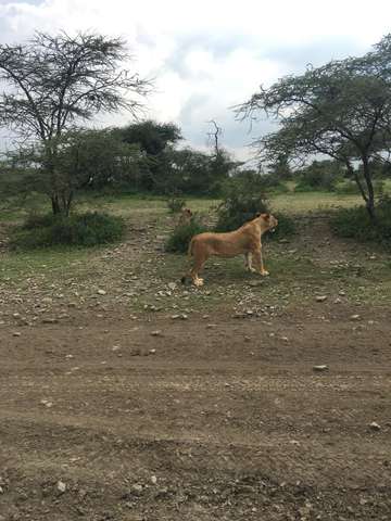 Review image by Jax Miller for the trip title: Tanzania Wildebeest Migration Safari
