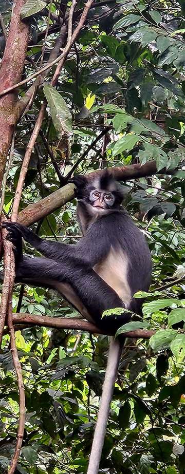 Review image by Max Rengel for the trip title: Sumatra Uncovered