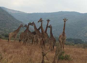 Review image by Fabian Varga for the trip title: 3 Day Weekend Safari from Arusha