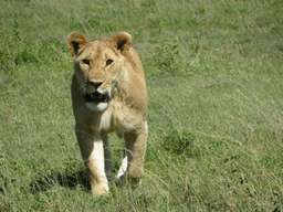 Review image by Richard B for the trip title: Wildlife Safari and Zanzibar Beach Holidays