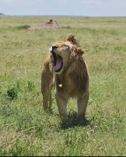 Review image by Anonymous for the trip title: Ten Days in Tanzania: Wildlife Safari & Zanzibar Holiday
