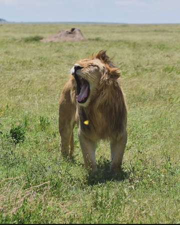 Review image by Anonymous for the trip title: Ten Days in Tanzania: Wildlife Safari & Zanzibar Holiday