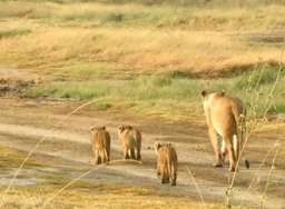 Review image by Hollink Zhi for the trip title: Day trip to Lake Manyara National Park
