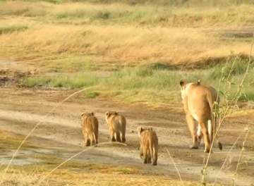 Review image by Hollink Zhi for the trip title: Day trip to Lake Manyara National Park