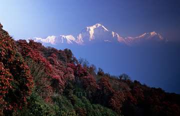 Review image by Qeti for the trip title: Ghorepani Poon Hill Sunrise Trek