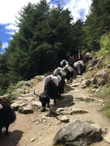 Review image by Robert Ball for the trip title: Everest Base Camp Trek