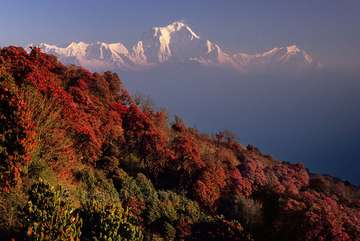Review image by Mike for the trip title: Ghorepani Poon Hill Sunrise Trek