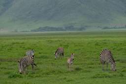 Review image by Ariev for the trip title: 2-Day Safari Lake Manayara Park& Ngorongoro Crater Lodge