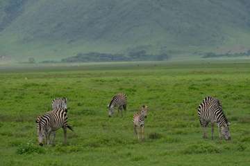 Review image by Ariev for the trip title: 2-Day Safari Lake Manayara Park& Ngorongoro Crater Lodge
