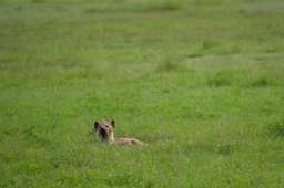 Review image by Ariev for the trip title: 2-Day Safari Lake Manayara Park& Ngorongoro Crater Lodge