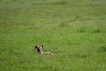 Review image by Ariev for the trip title: 2-Day Safari Lake Manayara Park& Ngorongoro Crater Lodge