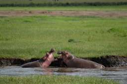 Review image by Ariev for the trip title: 2-Day Safari Lake Manayara Park& Ngorongoro Crater Lodge