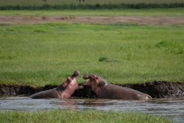 Review image by Ariev for the trip title: 2-Day Safari Lake Manayara Park& Ngorongoro Crater Lodge