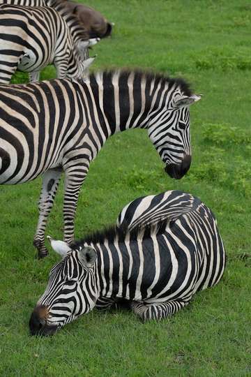 Review image by Ariev for the trip title: 2-Day Safari Lake Manayara Park& Ngorongoro Crater Lodge