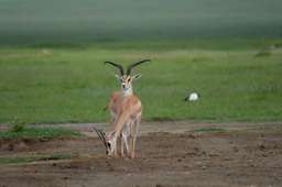 Review image by Ariev for the trip title: 2-Day Safari Lake Manayara Park& Ngorongoro Crater Lodge