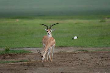 Review image by Ariev for the trip title: 2-Day Safari Lake Manayara Park& Ngorongoro Crater Lodge