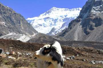 Review image by Anonymous for the trip title: Kanchenjunga Base Camp Trek