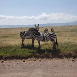 Review image by Michelle Dunn for the trip title: 6 Day Safari Extravaganza in Tanzania
