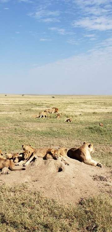 Review image by Michelle Dunn for the trip title: 6 Day Safari Extravaganza in Tanzania