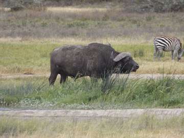 Review image by Graham for the trip title: 2 Day Safari Tarangire & Ngorongoro