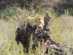 Review image by Graham for the trip title: 2 Day Safari Tarangire & Ngorongoro