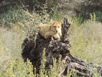 Review image by Graham for the trip title: 2 Day Safari Tarangire & Ngorongoro