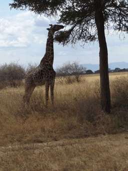 Review image by Graham for the trip title: 2 Day Safari Tarangire & Ngorongoro
