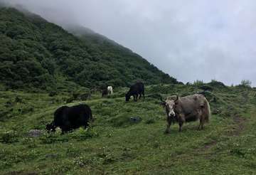 Review image by Anonymous for the trip title: Manaslu Trek - 12 Days